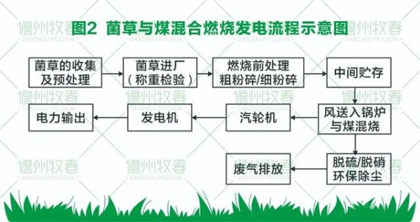 菌草變?nèi)剂?打造環(huán)保生物質(zhì)發(fā)電新模式